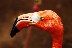 New Orleans - Audubon Zoo