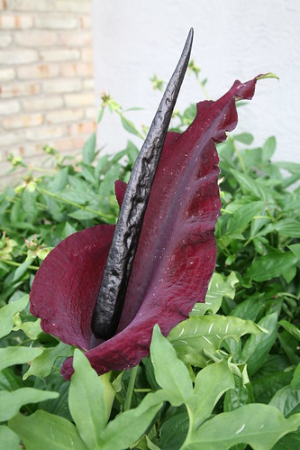 Dracunculus Vulgaris - stink lily, or snake lily