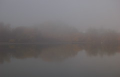 Sac'to geese & fog