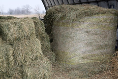 Diffferent kinds of hay