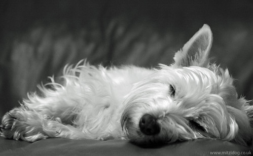 Picture of our little Westie West Highland Terrier dog