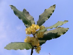 "Laurus nobilis" flowers (Alloro)