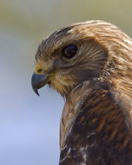 Red-Shouldered Hawks and Cooper's Hawks