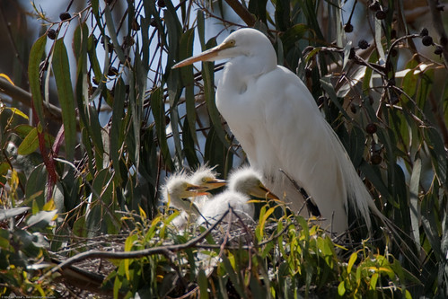 Great Egret (Ardea alba) nest with three chicks at the in the Morro Bay Heron Rookery 21 May 2009