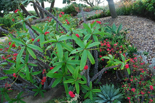 Spiny red flowering succulent, near pebble hill, palm, Meditation Garden of the Self-Realization Fellowship, Encinitas, California, USA by Wonderlane