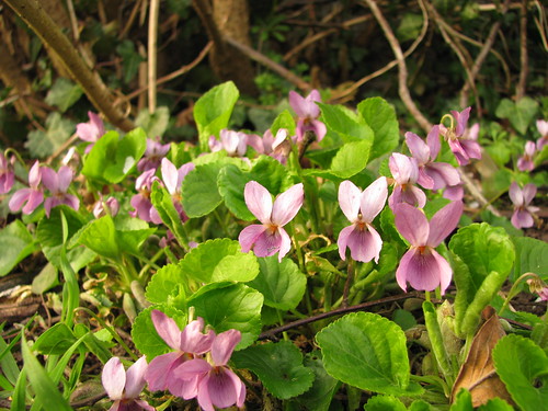 Viola odorata var. subcarnea