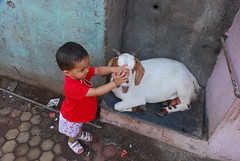 Marziya and the Goat by firoze shakir photographerno1