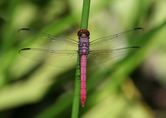 Dragonflies Dominican Republic