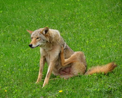 Coyotes and Foxes