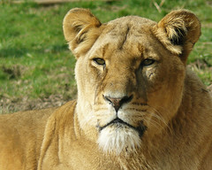 Whipsnade Lions - 21.03.09
