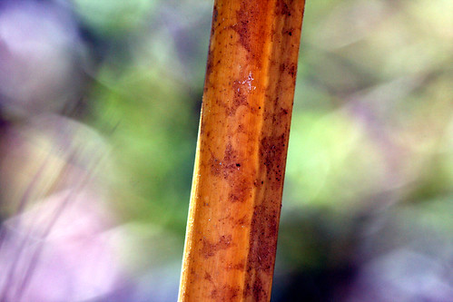 bambu by xeno(x)