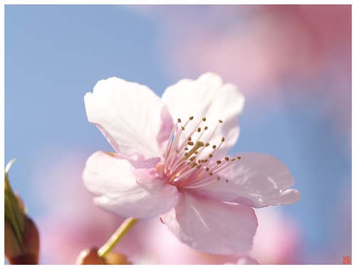Cherry blossoms 090305 #07 - 無料写真検索fotoq