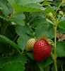 20090618 strawberries - 10