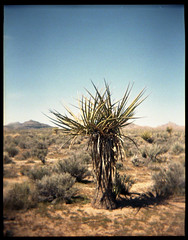 Mojave Preserve 2009
