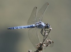 Dragonflies Turkey
