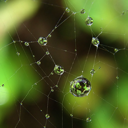 How to Catch Light in a Web