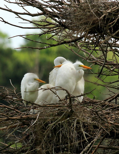 great egret chicks woody nest