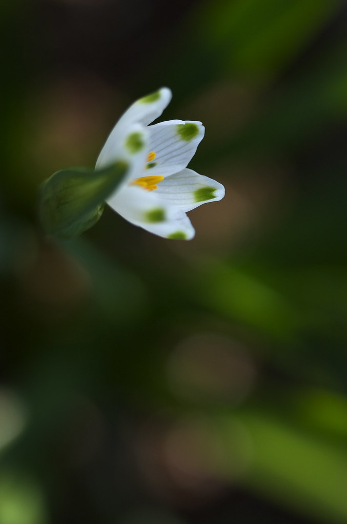 白い花 DSC_3970