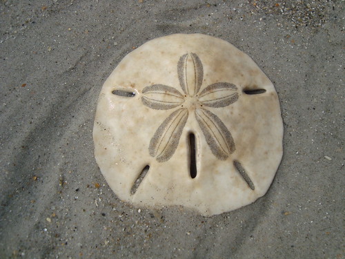 Sand dollar on the beach