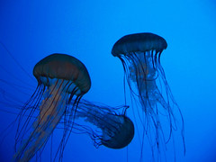 Jellyfish at New England Aquarium 6