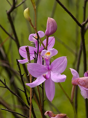 Orchids and other Wildflowers in the Francis Marion National Forest