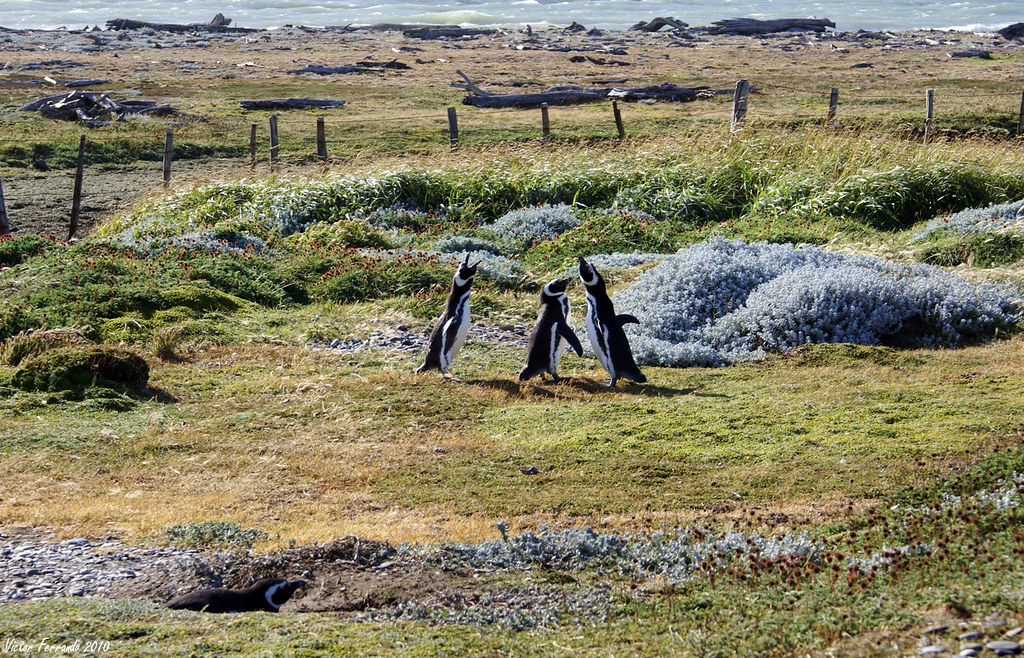 Pingüinera Seno Otway - Punta Arenas - Patagonia