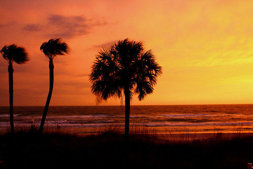 Palm trees in front of a tropical seaside sunset.