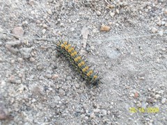 nasty stinging fuzzy caterpillar by the San Diego river - Nevada Buck Moth (Hemileuca nevadensis)