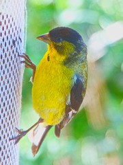 Green-Backed Lesser Goldfinch