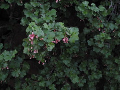 Grossulariaceae