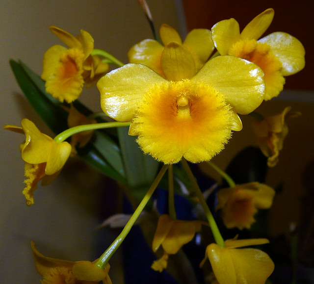 Dendrobium chrysotoxum species orchid