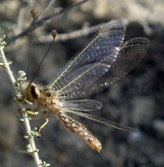 Insecta: Neuroptera et Mecoptera