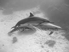 Dolphins/ Hawaii