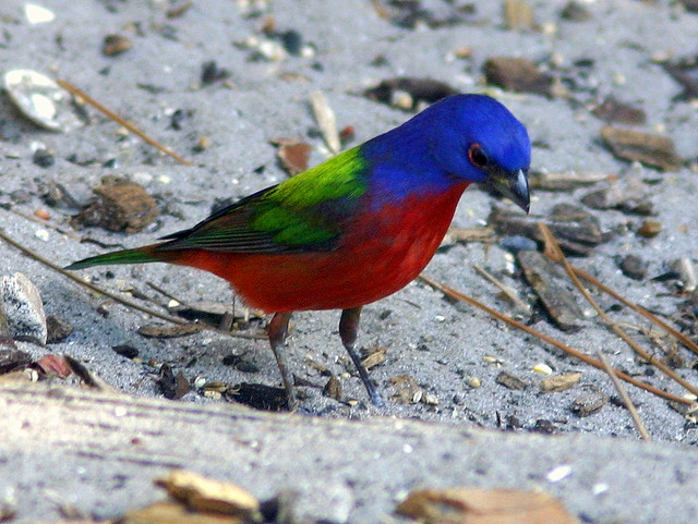 Painted Bunting Male 20090225