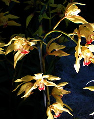 Orchid Show 3/09