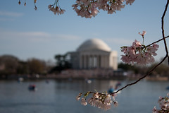 Blossoms & Jefferson
