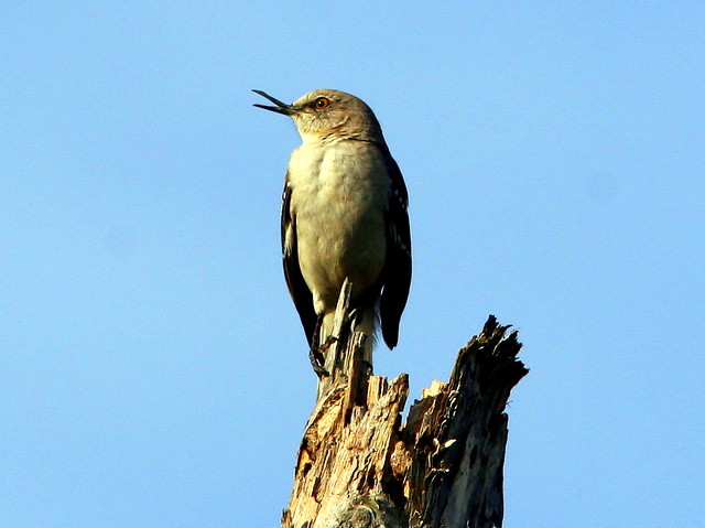 Mockingbird With Deformed Bill 20090405