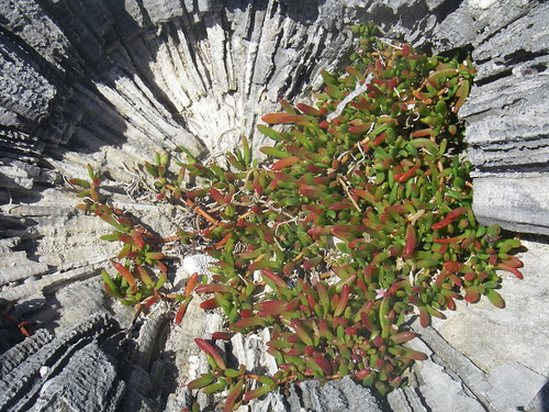 Succulent Plants among coral rock(2) by flickrpicsrus