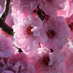 Spring tree blossoms 2007-2009