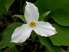 Wildflowers, Carolinian species 