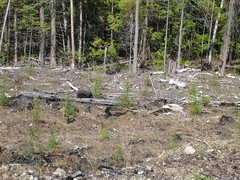 Cutting Wood in the Bush