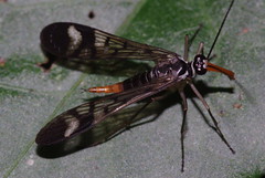 Scorpionflies (Mecoptera)