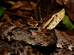 Snakes of Colombia - a set on Flickr