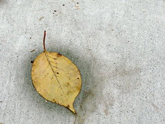One Leaf, Pure and Simple