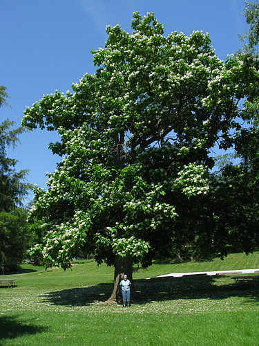 IMG_7745  Large Catalpa Tree in Full Bloom (Catalpa speciosa)