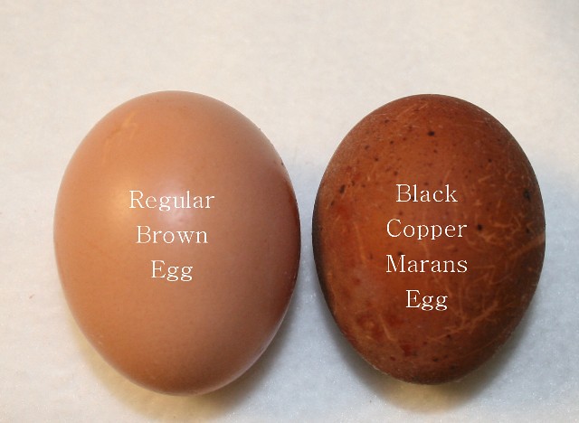 black-copper-marans-eggs-flickr-photo-sharing