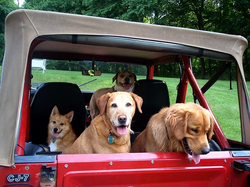 Dogs/Jeep Ride by fiver753