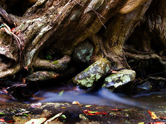 Trees, Rocks & Water Series