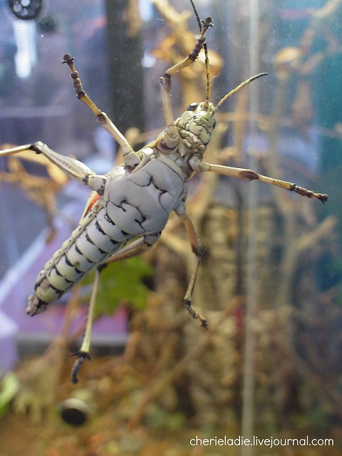 under belly of a grasshopper