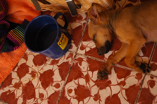Rose Alice Lane, my puppy napping in the heat, recovering from starvation and exposure, at a restaurant, oversized blue cup of water, bike basket, traditional striped cloth, handmade tiles, San Rosalia, Baja California Sur, Mexico by Wonderlane